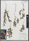 Foto von Salix amplexicaulis Bory